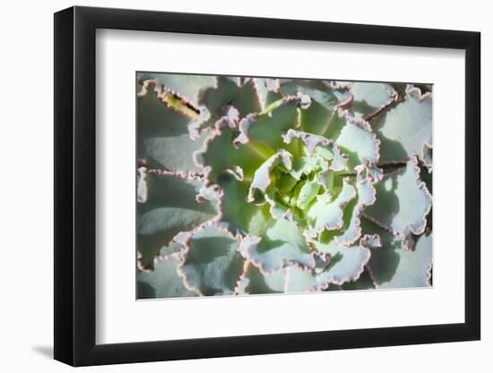 Close up of Beautiful Everegreen Echeveria Succulent.-Kate Babiy-Framed Photographic Print