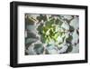 Close up of Beautiful Everegreen Echeveria Succulent.-Kate Babiy-Framed Photographic Print