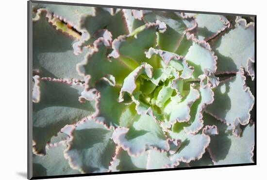 Close up of Beautiful Everegreen Echeveria Succulent.-Kate Babiy-Mounted Photographic Print