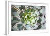 Close up of Beautiful Everegreen Echeveria Succulent.-Kate Babiy-Framed Photographic Print