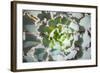 Close up of Beautiful Everegreen Echeveria Succulent.-Kate Babiy-Framed Photographic Print
