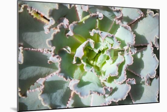 Close up of Beautiful Everegreen Echeveria Succulent.-Kate Babiy-Mounted Photographic Print