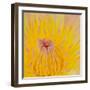 Close up of Beautiful Yellow Water Lily-Panu Ruangjan-Framed Photographic Print