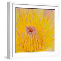 Close up of Beautiful Yellow Water Lily-Panu Ruangjan-Framed Photographic Print