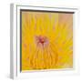 Close up of Beautiful Yellow Water Lily-Panu Ruangjan-Framed Photographic Print