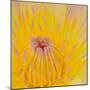 Close up of Beautiful Yellow Water Lily-Panu Ruangjan-Mounted Photographic Print