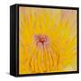 Close up of Beautiful Yellow Water Lily-Panu Ruangjan-Framed Stretched Canvas