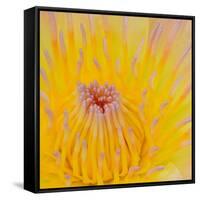 Close up of Beautiful Yellow Water Lily-Panu Ruangjan-Framed Stretched Canvas