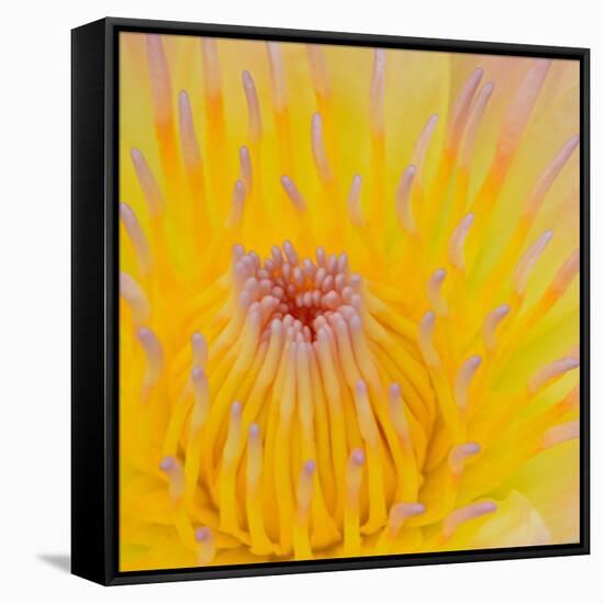 Close up of Beautiful Yellow Water Lily-Panu Ruangjan-Framed Stretched Canvas