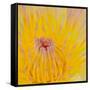 Close up of Beautiful Yellow Water Lily-Panu Ruangjan-Framed Stretched Canvas