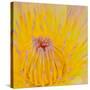 Close up of Beautiful Yellow Water Lily-Panu Ruangjan-Stretched Canvas