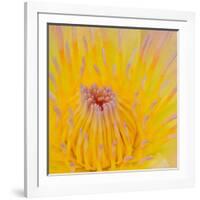 Close up of Beautiful Yellow Water Lily-Panu Ruangjan-Framed Photographic Print