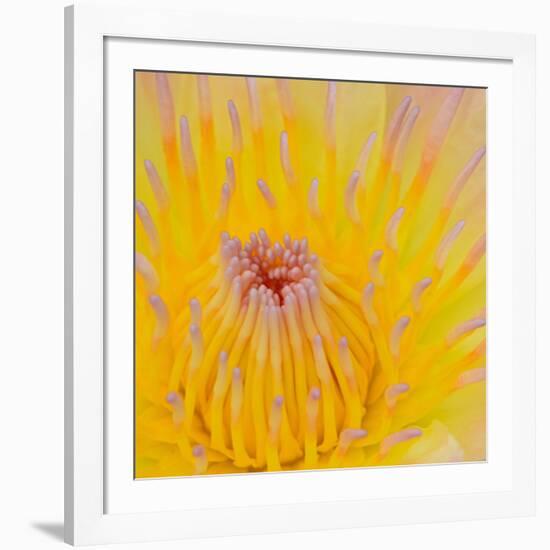 Close up of Beautiful Yellow Water Lily-Panu Ruangjan-Framed Photographic Print