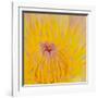 Close up of Beautiful Yellow Water Lily-Panu Ruangjan-Framed Photographic Print