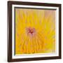 Close up of Beautiful Yellow Water Lily-Panu Ruangjan-Framed Photographic Print