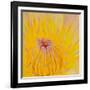 Close up of Beautiful Yellow Water Lily-Panu Ruangjan-Framed Photographic Print