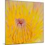 Close up of Beautiful Yellow Water Lily-Panu Ruangjan-Mounted Photographic Print