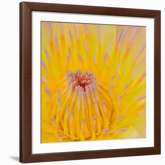 Close up of Beautiful Yellow Water Lily-Panu Ruangjan-Framed Photographic Print