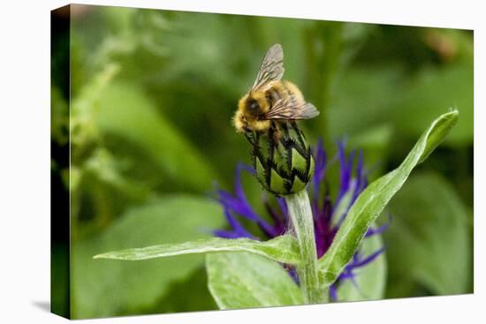 Close-Up of Bee on Flower Bud-Matt Freedman-Stretched Canvas