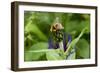 Close-Up of Bee on Flower Bud-Matt Freedman-Framed Photographic Print