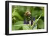 Close-Up of Bee on Flower Bud-Matt Freedman-Framed Photographic Print