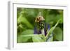 Close-Up of Bee on Flower Bud-Matt Freedman-Framed Photographic Print