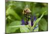 Close-Up of Bee on Flower Bud-Matt Freedman-Mounted Photographic Print