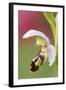 Close-Up of Bee Orchid (Ophrys Apifera) Flower, San Marino, May 2009-Möllers-Framed Premium Photographic Print