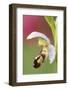 Close-Up of Bee Orchid (Ophrys Apifera) Flower, San Marino, May 2009-Möllers-Framed Photographic Print