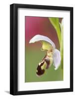 Close-Up of Bee Orchid (Ophrys Apifera) Flower, San Marino, May 2009-Möllers-Framed Photographic Print