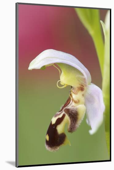 Close-Up of Bee Orchid (Ophrys Apifera) Flower, San Marino, May 2009-Möllers-Mounted Photographic Print