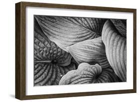 Close-Up of Big Hosta Leaves Covering Each Other-Henriette Lund Mackey-Framed Photographic Print