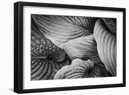 Close-Up of Big Hosta Leaves Covering Each Other-Henriette Lund Mackey-Framed Photographic Print