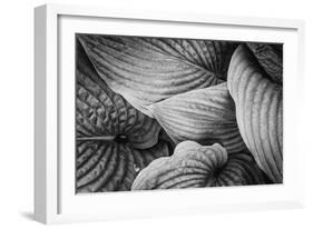 Close-Up of Big Hosta Leaves Covering Each Other-Henriette Lund Mackey-Framed Photographic Print