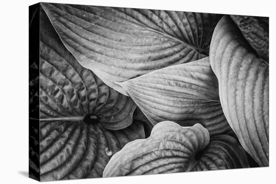 Close-Up of Big Hosta Leaves Covering Each Other-Henriette Lund Mackey-Stretched Canvas