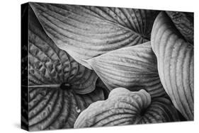 Close-Up of Big Hosta Leaves Covering Each Other-Henriette Lund Mackey-Stretched Canvas