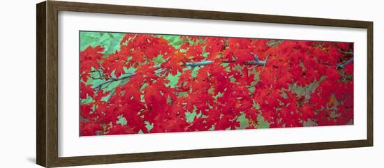 Close-Up of Bigtooth Maple (Acer Grandidentatum) Leaves, Zion National Park, Utah, USA-null-Framed Photographic Print