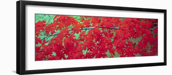 Close-Up of Bigtooth Maple (Acer Grandidentatum) Leaves, Zion National Park, Utah, USA-null-Framed Photographic Print