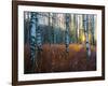 Close-Up of Birch Tree Trunks in Forest-Utterström Photography-Framed Photographic Print