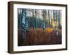 Close-Up of Birch Tree Trunks in Forest-Utterström Photography-Framed Photographic Print