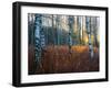 Close-Up of Birch Tree Trunks in Forest-Utterström Photography-Framed Photographic Print