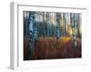 Close-Up of Birch Tree Trunks in Forest-Utterström Photography-Framed Photographic Print