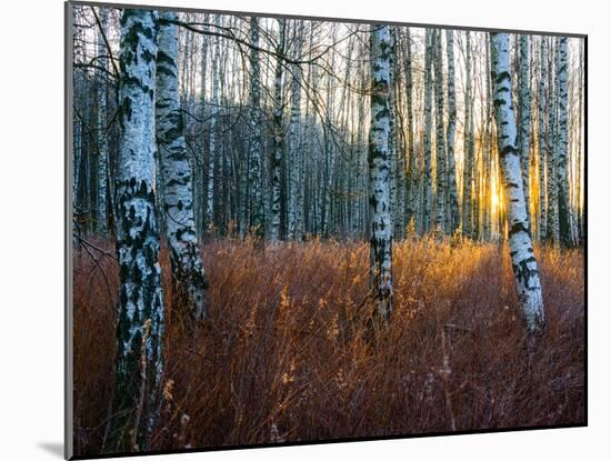 Close-Up of Birch Tree Trunks in Forest-Utterström Photography-Mounted Photographic Print