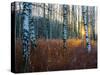 Close-Up of Birch Tree Trunks in Forest-Utterström Photography-Stretched Canvas