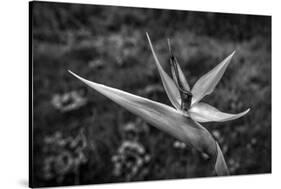 Close-up of Bird Of Paradise flower, California, USA-Panoramic Images-Stretched Canvas