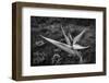 Close-up of Bird Of Paradise flower, California, USA-Panoramic Images-Framed Photographic Print