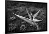 Close-up of Bird Of Paradise flower, California, USA-Panoramic Images-Framed Photographic Print