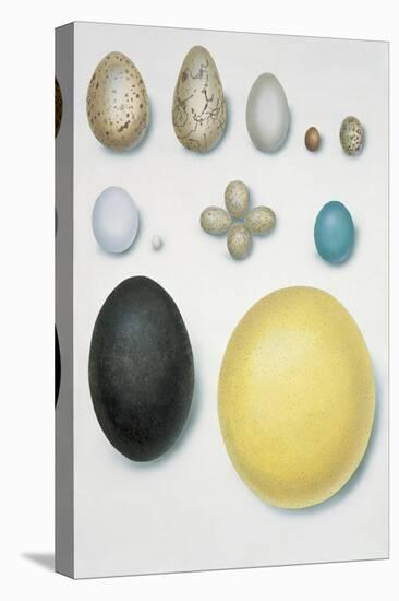 Close-Up of Bird's Eggs-null-Stretched Canvas