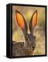 Close-Up of Black-Tailed Jackrabbit, Maverick County, Texas, Usa-Cathy & Gordon Illg-Framed Stretched Canvas