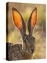 Close-Up of Black-Tailed Jackrabbit, Maverick County, Texas, Usa-Cathy & Gordon Illg-Stretched Canvas